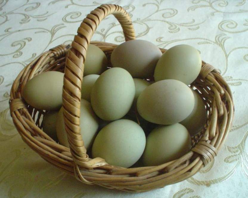 Soñar con huevos de gallinas